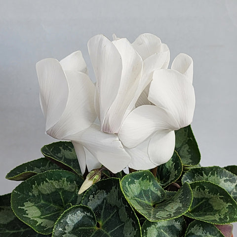 Cyclamen White – Seedlink