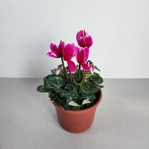 Cyclamen Fusia