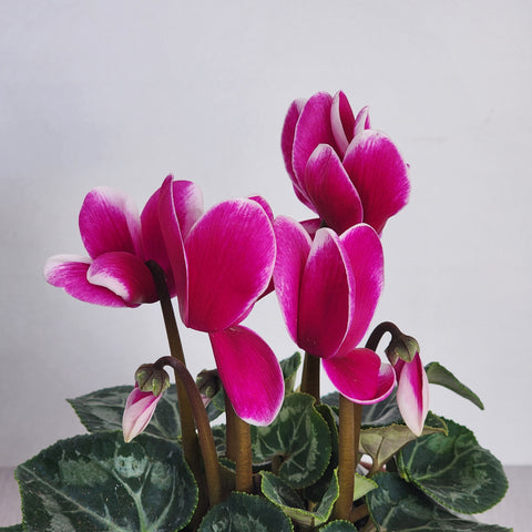 Cyclamen Fusia