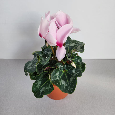 Cyclamen Light Pink