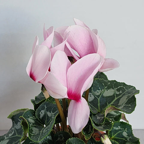 Cyclamen Light Pink