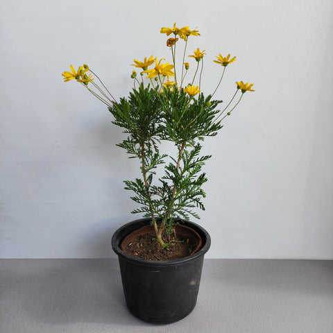 Euryops pectinatus