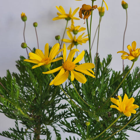 Euryops pectinatus