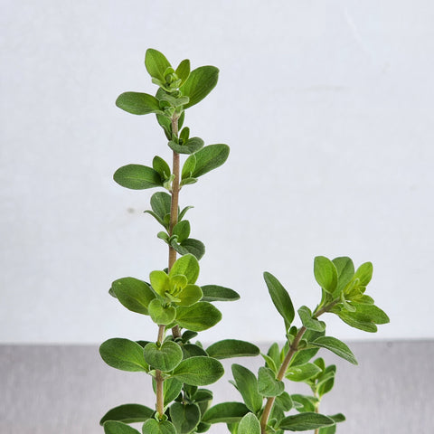 Marjoram