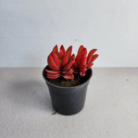 Crassula "Morgan"