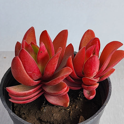 Crassula "Morgan"