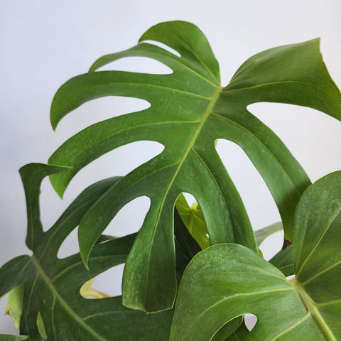 Monstera deliciosa