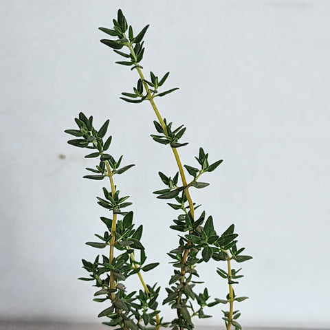 Thyme