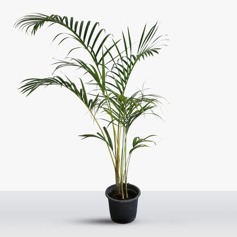 Areca Yellow