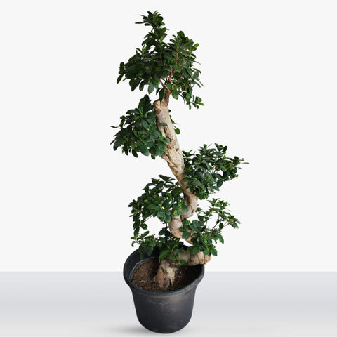 Ficus microcarpa "Bonsai"