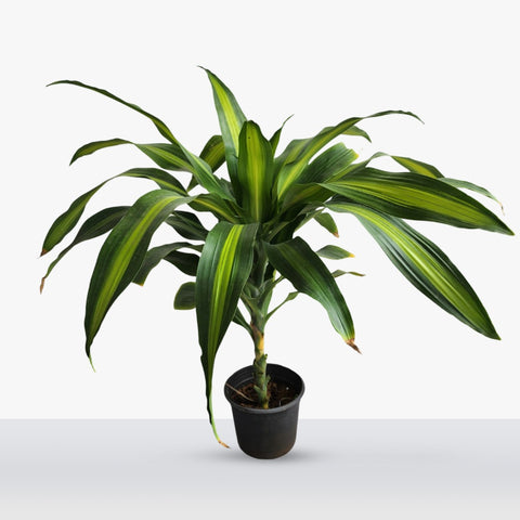 Dracaena fragrans