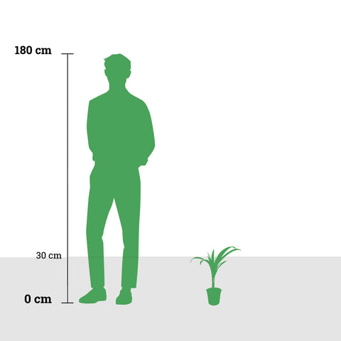 Dypsis leptocheilos