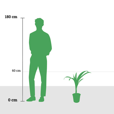 African Oil Palm