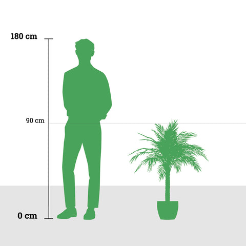 Dypsis leptocheilos