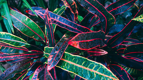 Shop indoor plants for more oxygen, beauty and zen in your life.