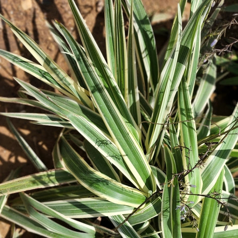 Dianella tasmanica variegata