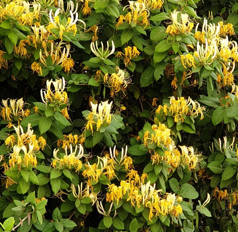 Lonicera japonica