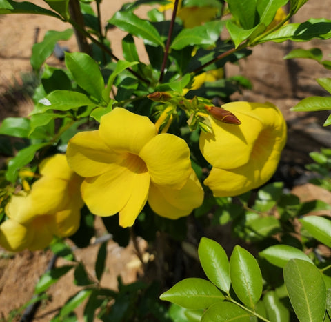 Allamanda cathartica