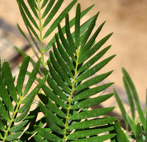 Zamia floridana