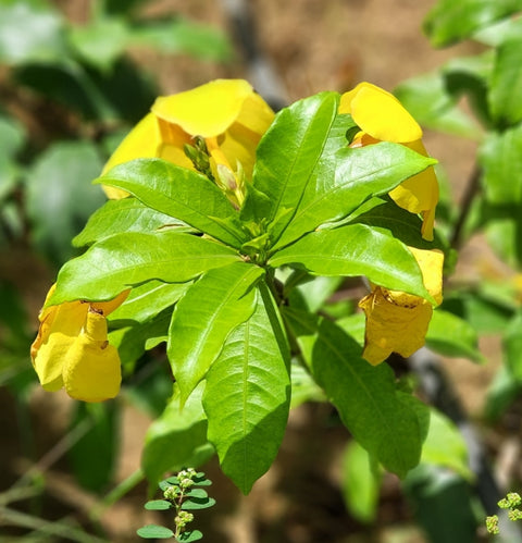 Allamanda cathartica