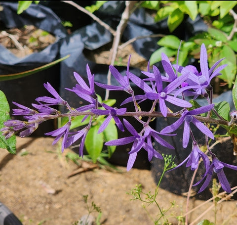 Petrea volubilis