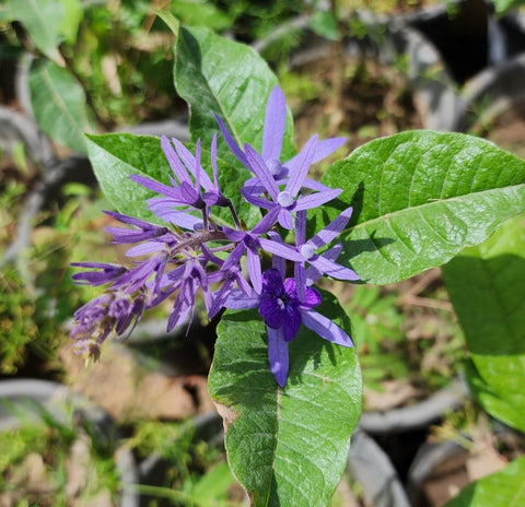 Petrea volubilis