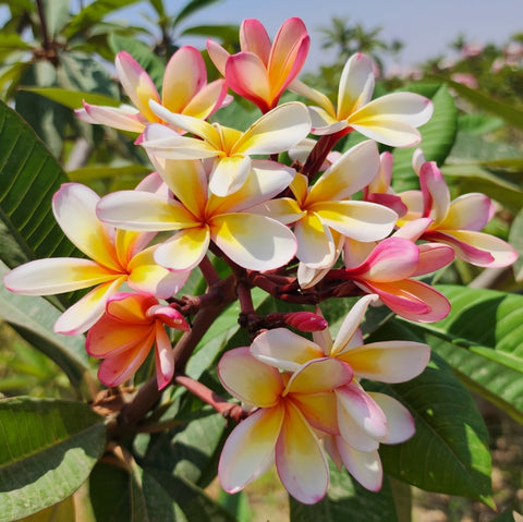 Plumeria rubra