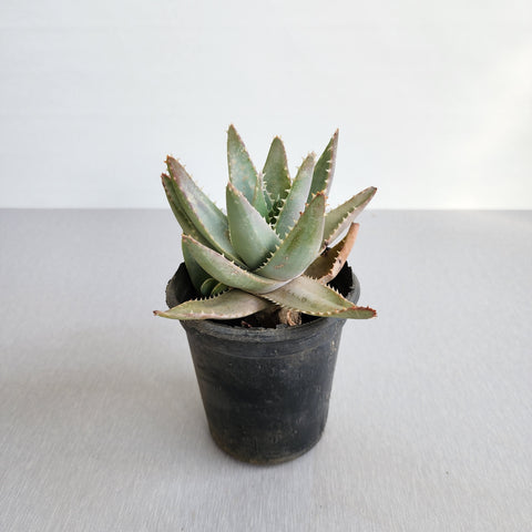 Aloe brevifolia