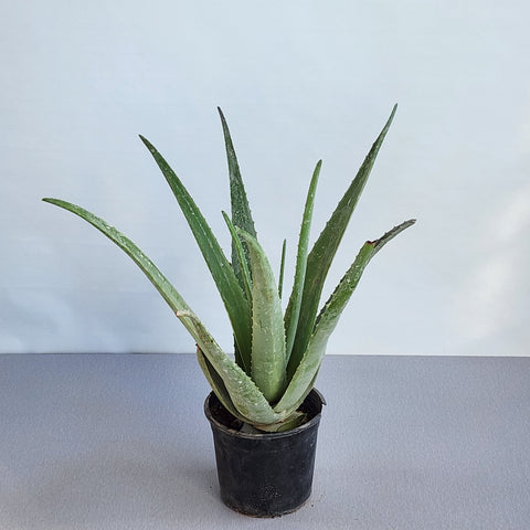 Aloe vera