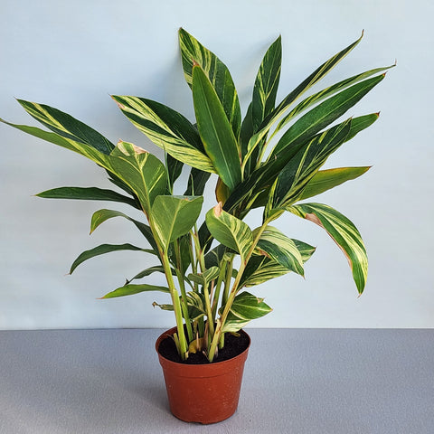 Alpinia variegata