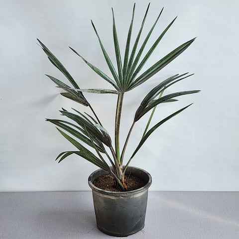 Bismarckia nobilis 'Silver'