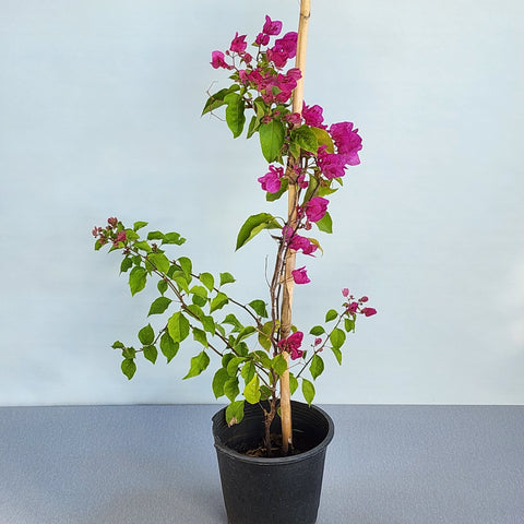 Bougainvillea spectabilis