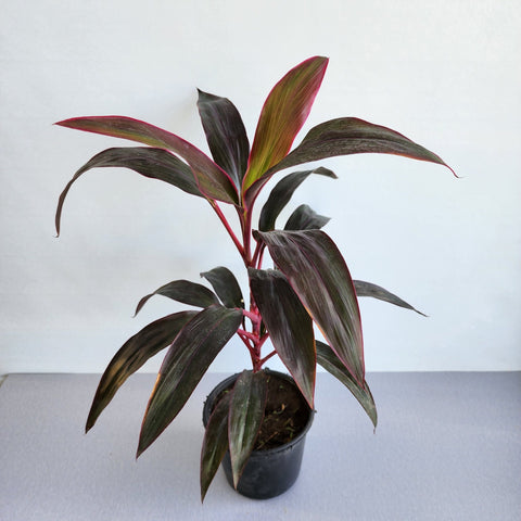 Cordyline fruticosa