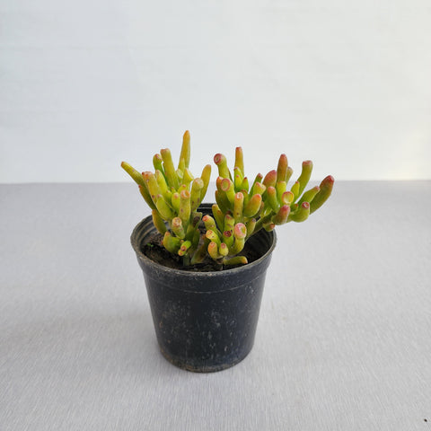 Crassula ovata