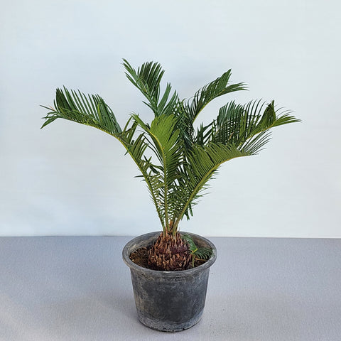 Cycas revoluta