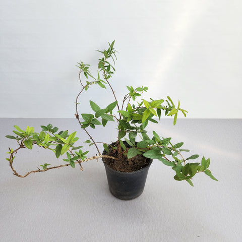 Lonicera japonica