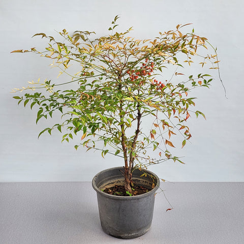 Nandina domestica