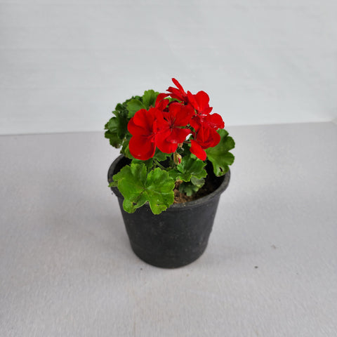 Pelargonium zonale