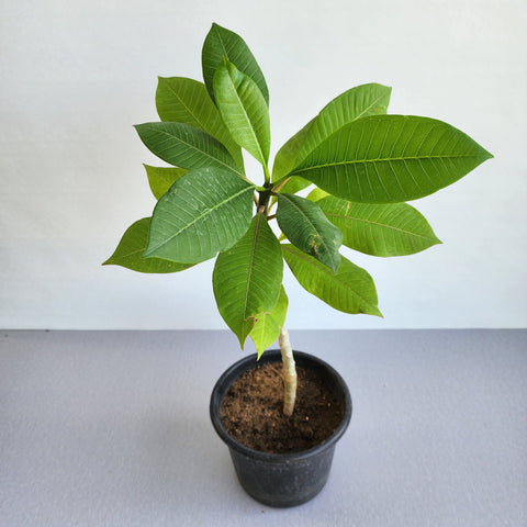 Plumeria rubra