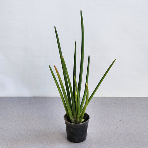 Sansevieria cylindrica