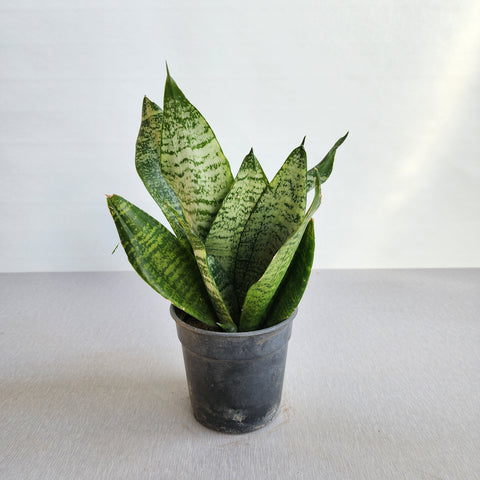 Sansevieria trifasciata Dwarf