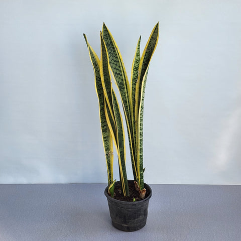 Sansevieria trifasciata Yellow