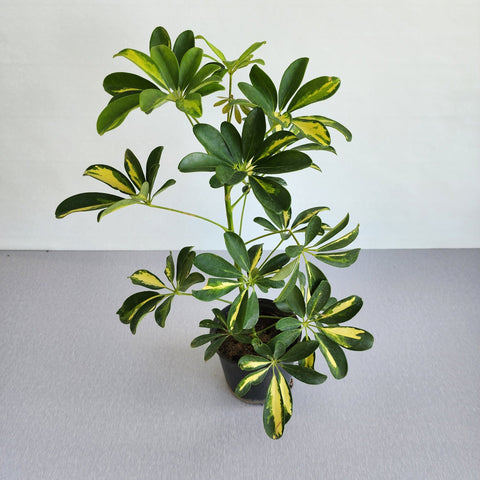 Schefflera arboricola variegated